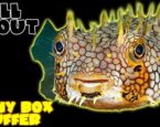 Super Pufferfish Oyunu Oyna