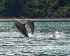 My Dolphin Show 7 Oyunu Oyna